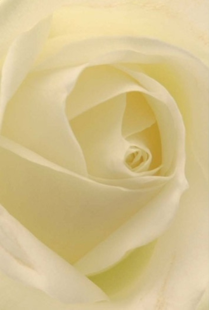 Seen at very close range, this classic white rose appears almost like a landscape of layered softness, each petal unfolding towards the centre in a calm, steady spiral. The colour palette is restrained and sophisticated: clean whites, milky creams, and the faintest whisper of warm ivory nestled near the core, echoing the subtle, diffused light that seems to flow through each petal as though the flower were lit from within. The texture looks luxuriously smooth and velvety, with edges that curl inward in delicate arcs, creating pockets of gentle shadow and light. These shadows are soft and feathered, enhancing the sense of depth and making the rose's heart feel both inviting and quietly mysterious. The outer petals have a slightly more translucent quality, their fine veins just visible, hinting at the bloom's natural fragility and resilience-much like the stately yet weathered façades along St George's Drive in Pimlico. The mood of the image is tranquil and refined, making this rose a perfect fit for heartfelt occasions: a romantic gesture left on a breakfast table, an elegant floral accent at a wedding near the Thames, or a sincere arrangement expressing sympathy and support during difficult times. Working as a florist for Pimlico Florist, I often choose roses like this when crafting centrepieces for intimate dinners or memorial tributes in nearby churches, because their quiet beauty never overwhelms; it simply complements the emotion at hand. You can almost sense a light, pure fragrance-clean, serene, and comforting-gently perfuming the room. The photograph honours not only the rose's symmetric spiral and subtle colour shifts, but also the thoughtful craftsmanship and emotional care that go into placing such a bloom at the heart of a meaningful floral composition.